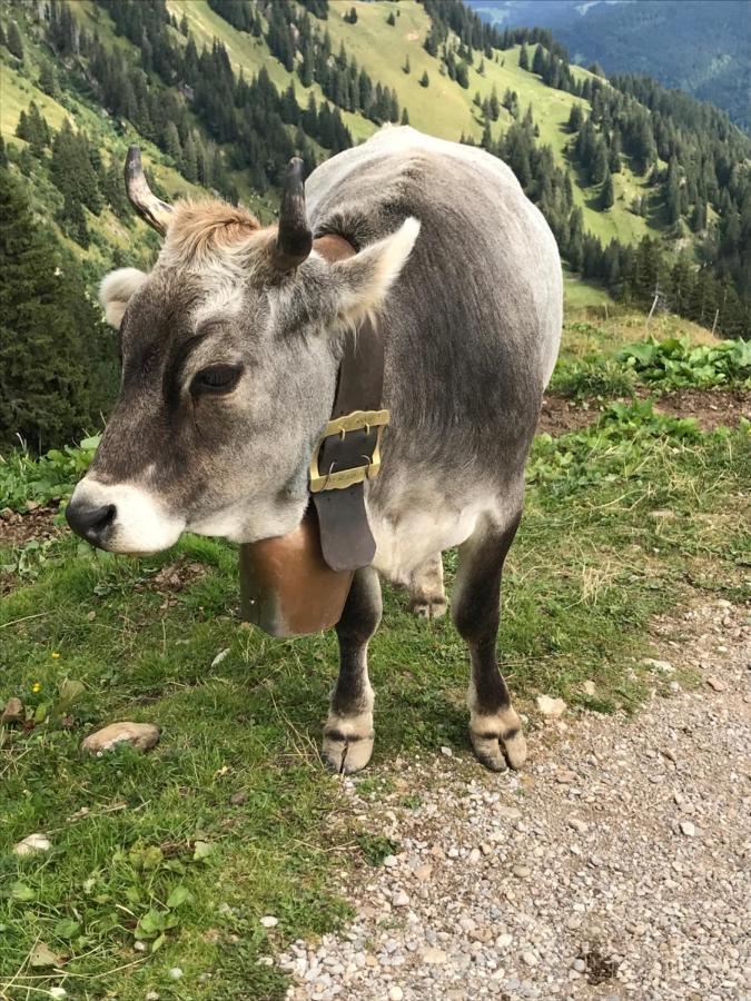 Kraehenberg Am Rande Der Wildnis * Sibratsgfall